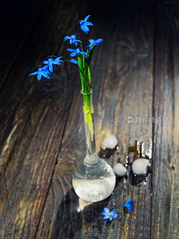 黑色的仍然有蓝色的花(scilla siberica)